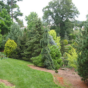 Mision Oaks Gardens Conifer Grove 10.JPG