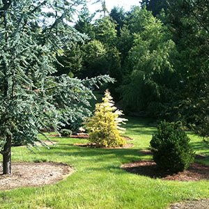 Mision Oaks Gardens Conifer Grove 2.JPG
