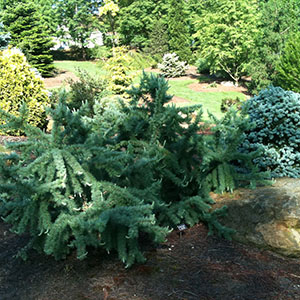 Mision Oaks Gardens Conifer Grove 4.JPG