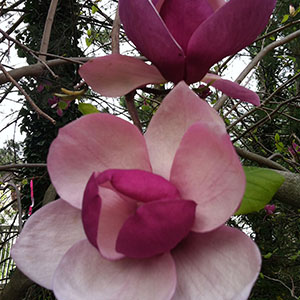 Mission Oaks Gardens Magnolias 5.JPG