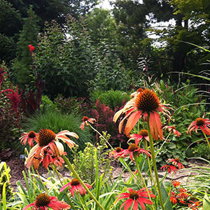 Mission Oaks Gardens Perennial Garden 23.JPG