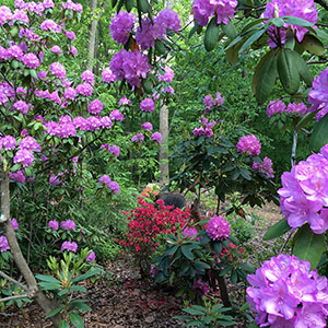 Mission Oaks Gardens Rododendrons 12.JPG