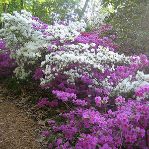 Mission Oaks Gardens Rododendrons 2.JPG
