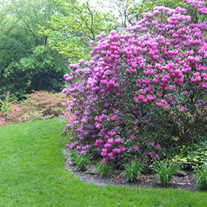 Mission Oaks Gardens Rododendrons 3.JPG