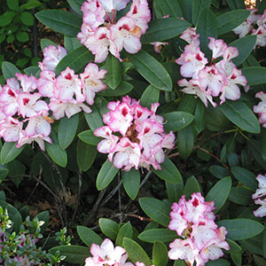Mission Oaks Gardens Rododendrons 5.JPG