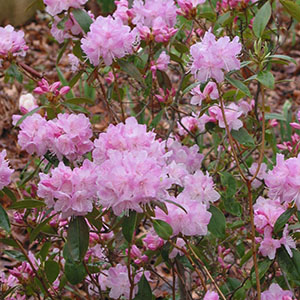 Mission Oaks Gardens Rododendrons 6.JPG